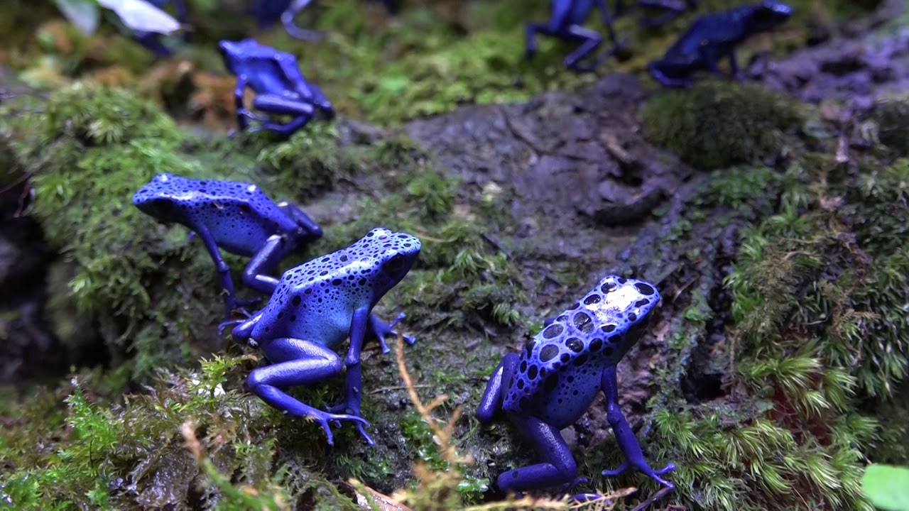 コバルトヤドクガエル Dendrobates Azureus 日本最大級の体感型カエル館 Kawazoo カワズー に行って来ました Youtube コバルトヤドクガエル Dendrobates Azureus 日本最大級の体感型カエル館 Kawazoo カワズー に行って来ました Youtube