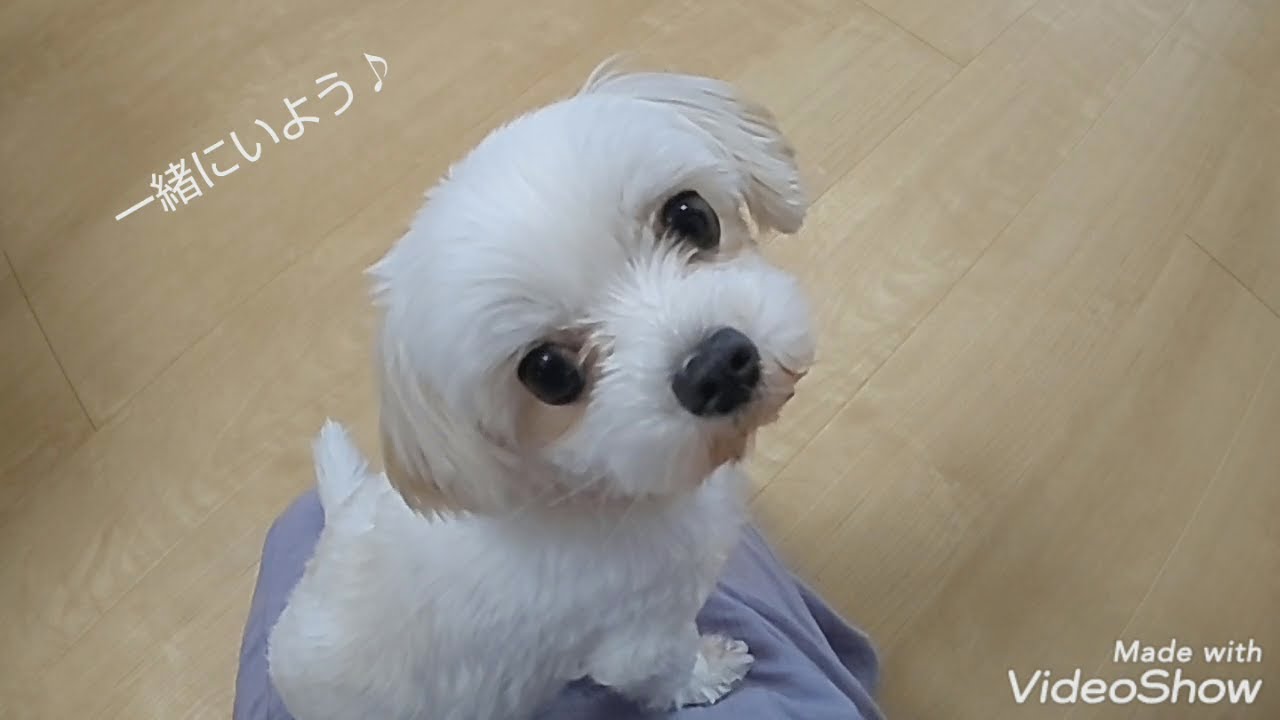 ママにべったり愛犬 ミックス犬 チワワ マルチーズ Youtube