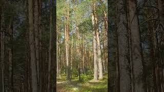 Как найти стоянку для отдыха. #селигер #грибы