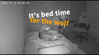What is sleeping with a wolf dog on the bed like? #dogs #wolfdog #hiddencamera
