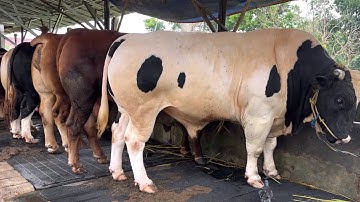 BONGKAR SAPI KURBAN 2025 LANGGANAN ARTIS ‼️🔥🔥🔥