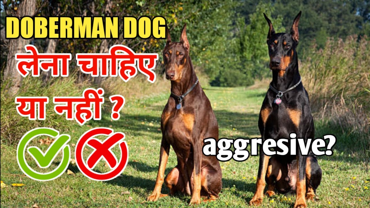 Doberman Pinsher Dog लेना चाहिये या नही ...