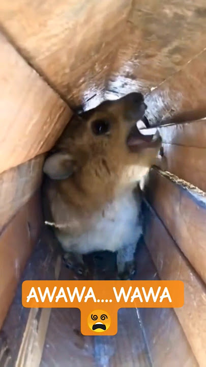 AWAWA...WAWA 😵 #fypシ゚viral #animals #hyrax #funny #adoreble #funnymemes #cute #fyp #shorts #new