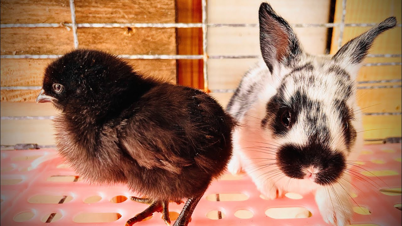 Que es mejor para criar , Gallinas o conejos ?? Cuál es más eficiente ??