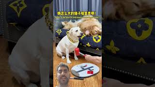 dog reaction 😂 🐕 🤣 #寵物友善日常 #pets #seven是拉布拉多 #老友狗狗 #可愛い #cutedog #funny #dog #搞笑汪驾到