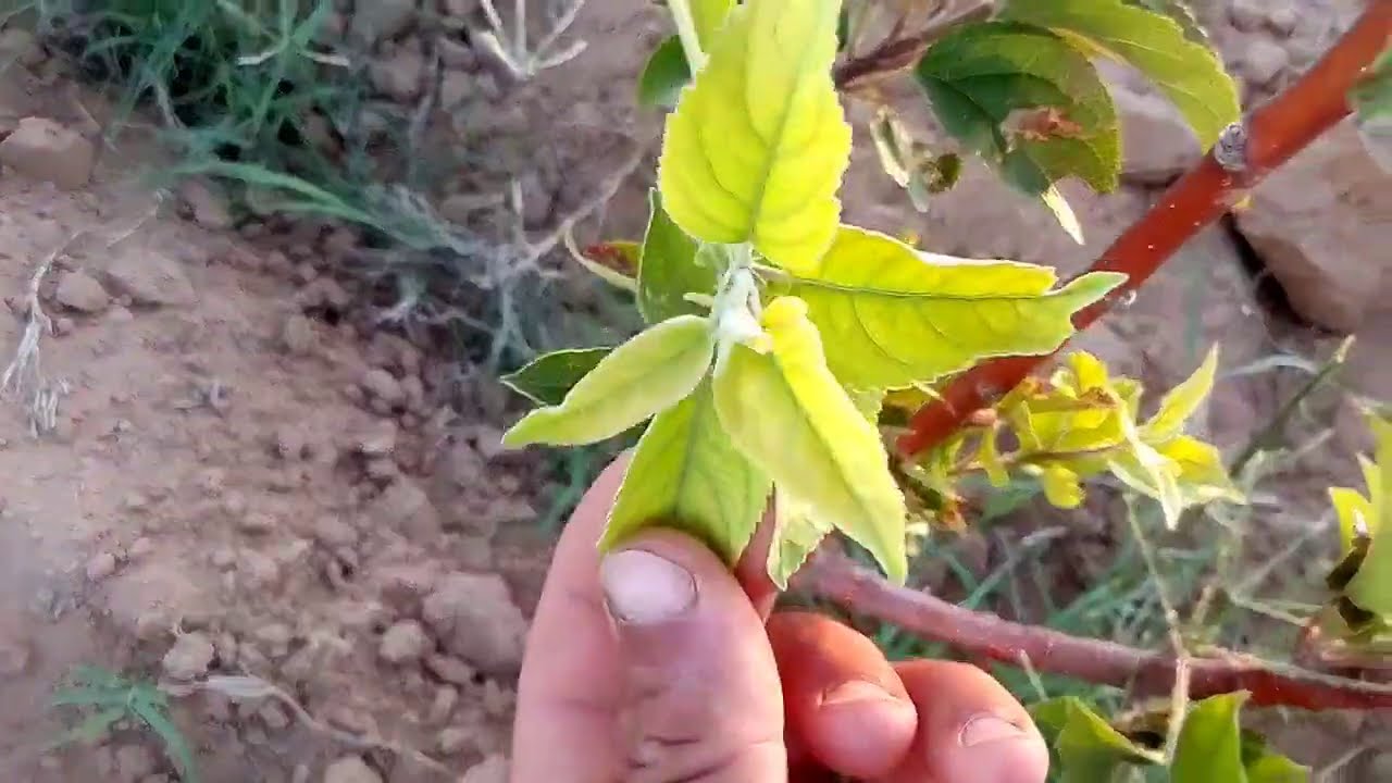 أسباب إصفرار أشجار التفاح / العناية بأشجار التفاح