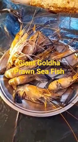 Giant Goldha Prawn Sea Fish
