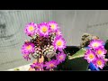 Cactus mammillaria theresae flowers  hoa xng rng thy tc
