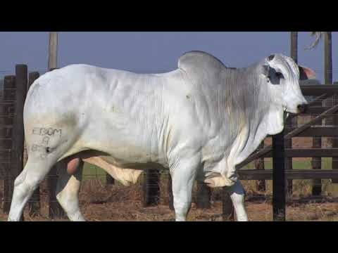 LOTE 172 - 8265 | 42º MEGA LEILÃO ANUAL CARPA TOUROS