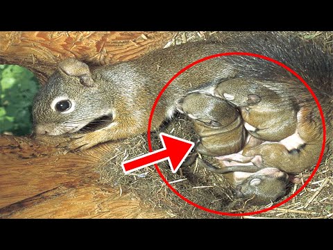 A squirrel begged a man to help her baby, who was in trouble! Helping Squirrels takes a bad turn