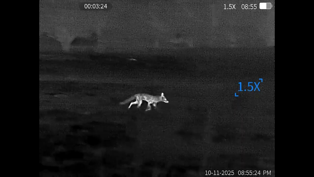 Fox And Cubs?? with a guide TD633L monocular