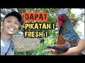 Berburu Ayam Hutan Hijau Original Lombok, dapat 2 ekor Bosku