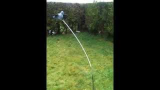 diy pigeon floater decoy