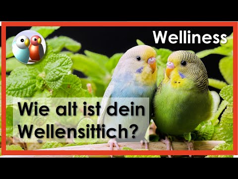 Video: So Bestimmen Sie Das Alter Eines Wellensittichs