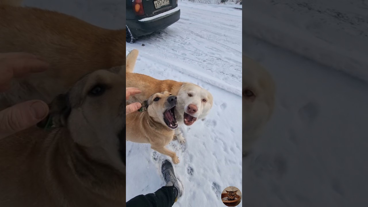 Самые добрые собаки 🐕 в мире 🌍