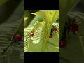 Everything Was for This One Egg#wildlife #animals #short #video