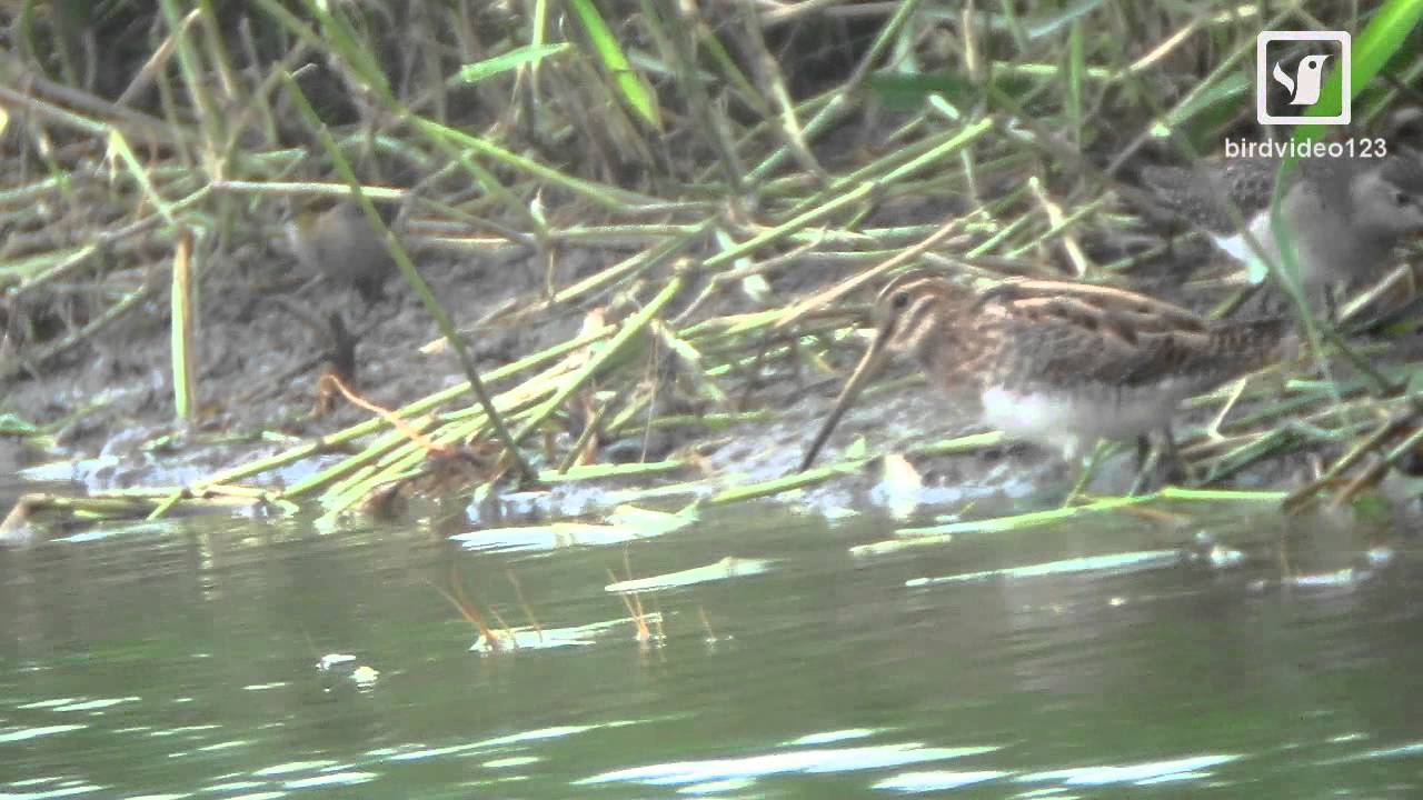 Common Snipe, Wood Sandpiper and Yellow Wagtail (digiscoping test by