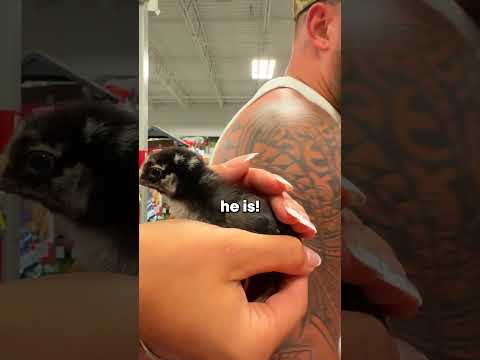 PICKING OUT NEW PETS!
