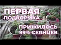 Первая подкормка рассады пеларгонии. Пеларгония из семян