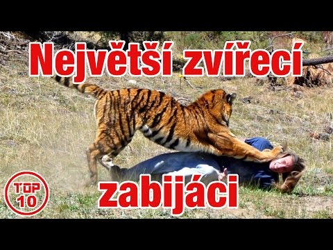 Video: 50 Největších Zvířecích Fotobomů Všech Dob - Matador Network