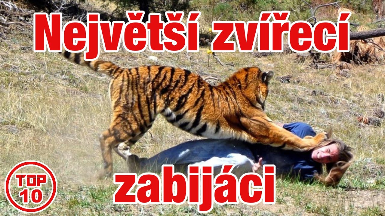 Top 10 Největší zvířecí zabijáci
