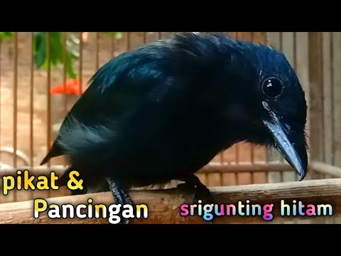 MASTERAN SRIGUNTING ABU ABU GACOR SPESIAL NGEROL NEMBAK