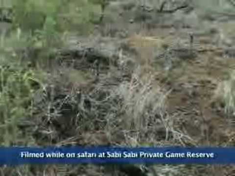 Leopard taunting a python at Sabi Sabi