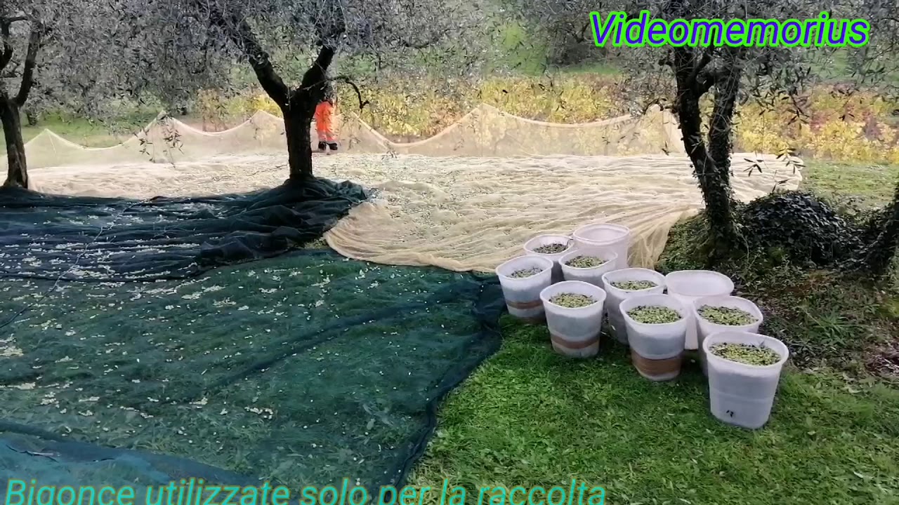 Produzione Olio della Toscana