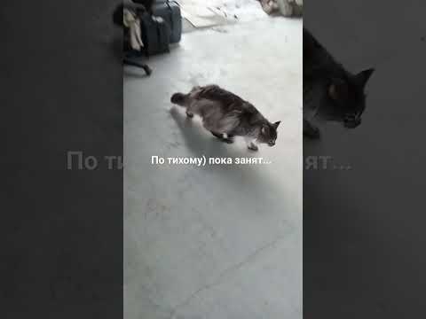 Respect #shorts #dogs respect #cat respect #кошки #собаки #пёс #russia #dog