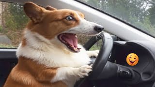 Try Not to Laugh Dogs and Cats  Best Funniest Animal Videos