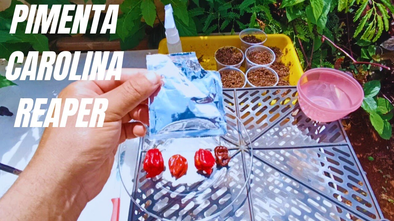 COMO PLANTAR PIMENTA CAROLINA REAPER PELA SEMENTE