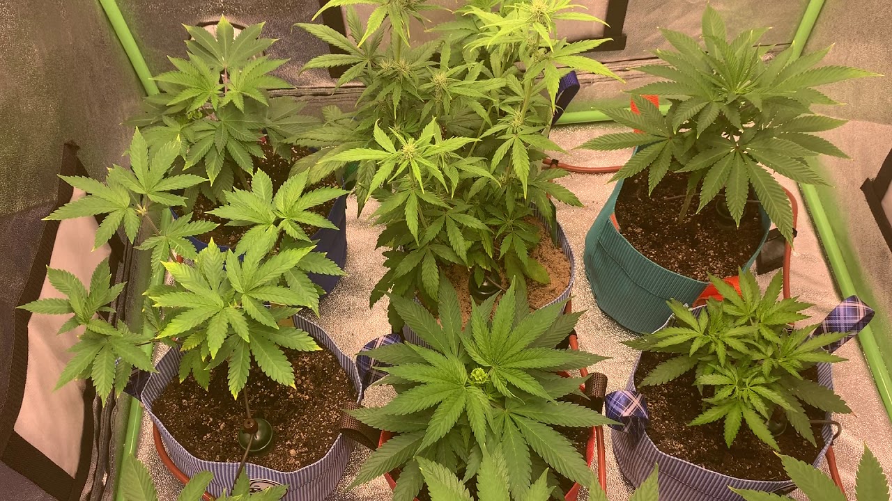 Grow Vlog 6: 3x3x6 living soil grow. New far red flower initiator puck from RapidLED. 21+ and over.