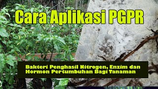 Cara Aplikasi Bakteri Pgpr Bakteri Penghasil Nitrogen Enzim Dan Hormon Pertumbuhan