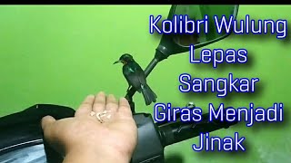 Download Cara Melatih Kolibri Kaca Menjadi Jinak Lepas Sangkar Video MP3 Cara Melatih Kolibri Kaca Menjadi Jinak Lepas Sangkar