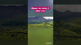 Green therapy #shorts #nature #youtubeshorts #trending #funny