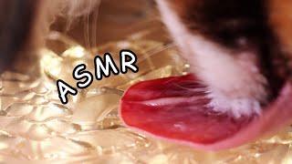 ASMR  Dog Eating Sounds Relaxing Lights Satisfying 🥥 Coconut Oil and Yogurt (no talking) screenshot 5