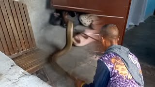 Cobra Nakitang Pumasok Sa Butas Walang Kawala Kay Kamandag