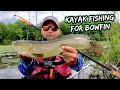 CATCHING BAIT and CATCHING BOWFIN- MULTISPECIES DAY on the FISHING KAYAK