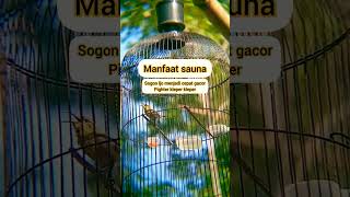 Download Lagu Manfaat burung sogon rajin di sauna #shorts #sogon #kicaumania #sogonmjl #fyp #viralshorts #colibrí MP3