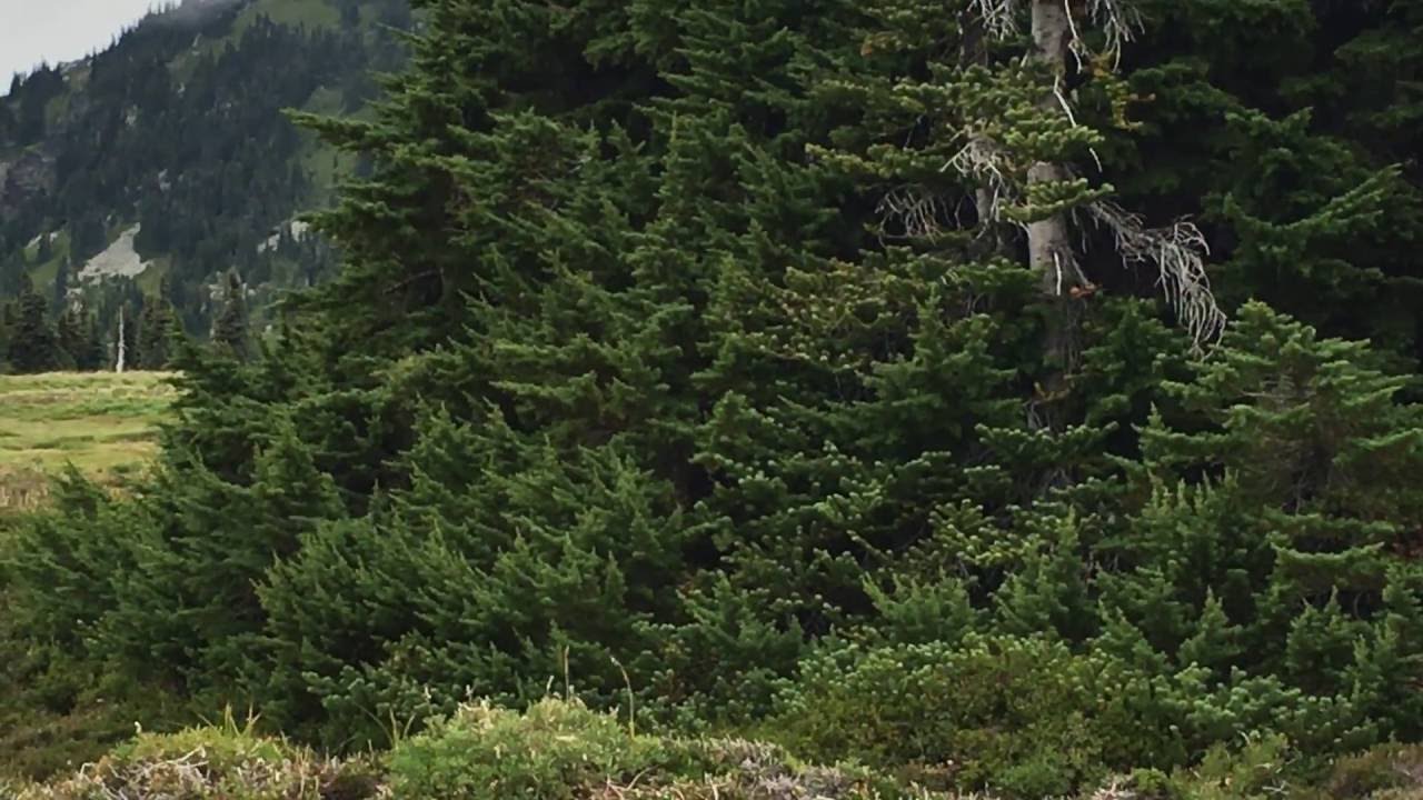 So there might be grizzly bears in Mt. Rainier YouTube