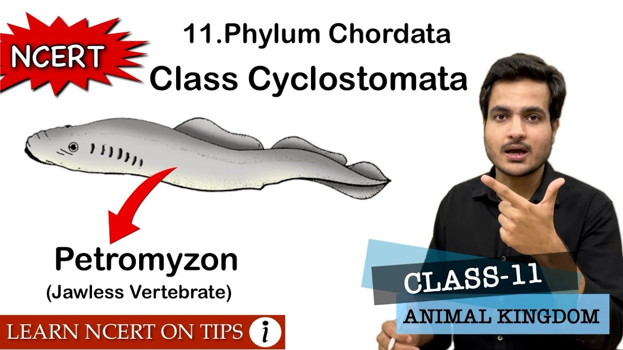 Class Cyclostomata | Phylum Chordata | Class-11 Bio NCERT On Tips ...