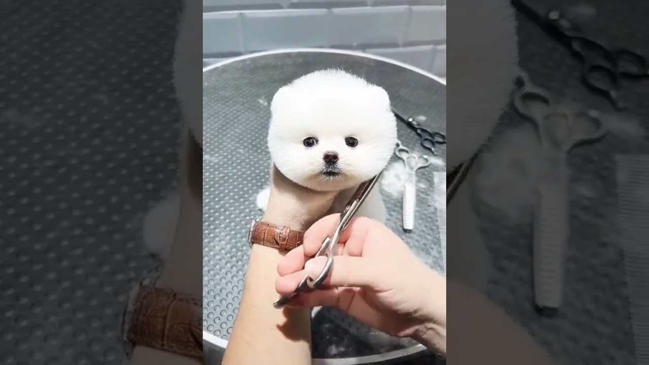 dog grooming videos/puppy grooming shorts YouTube
