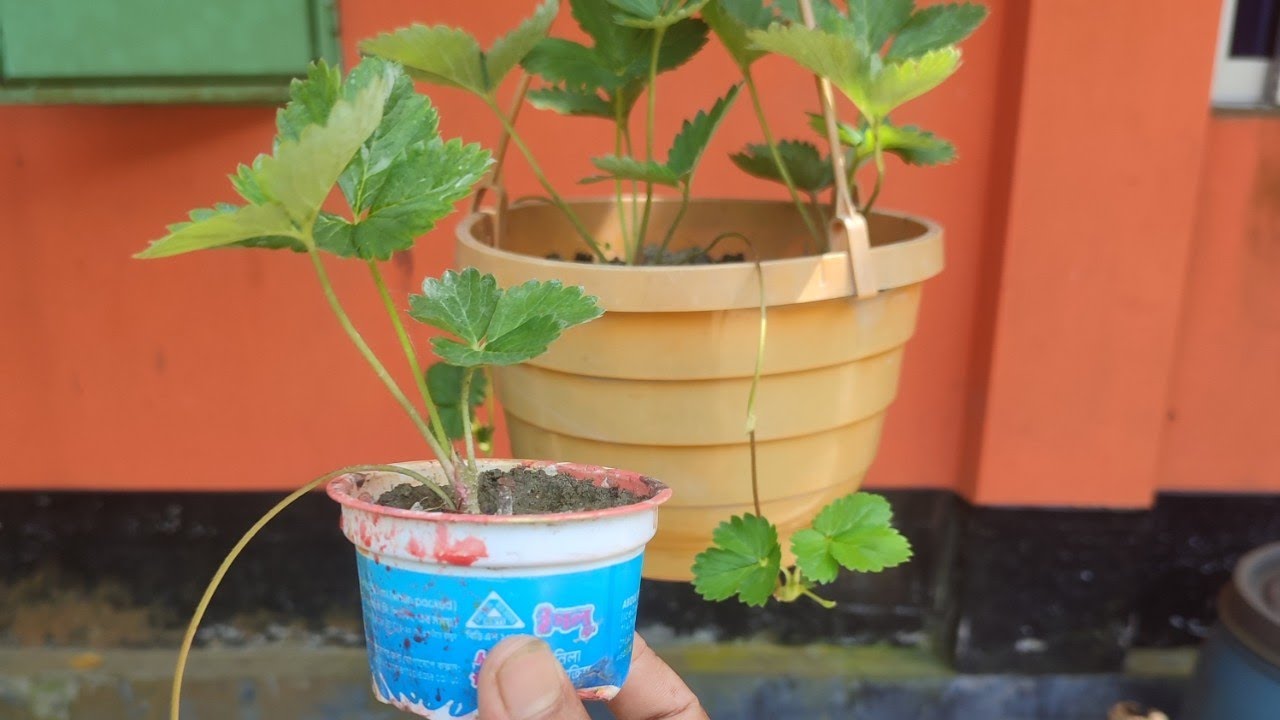 How to Grow Strawberries Plant From Runners.Nipa's Garden YouTube