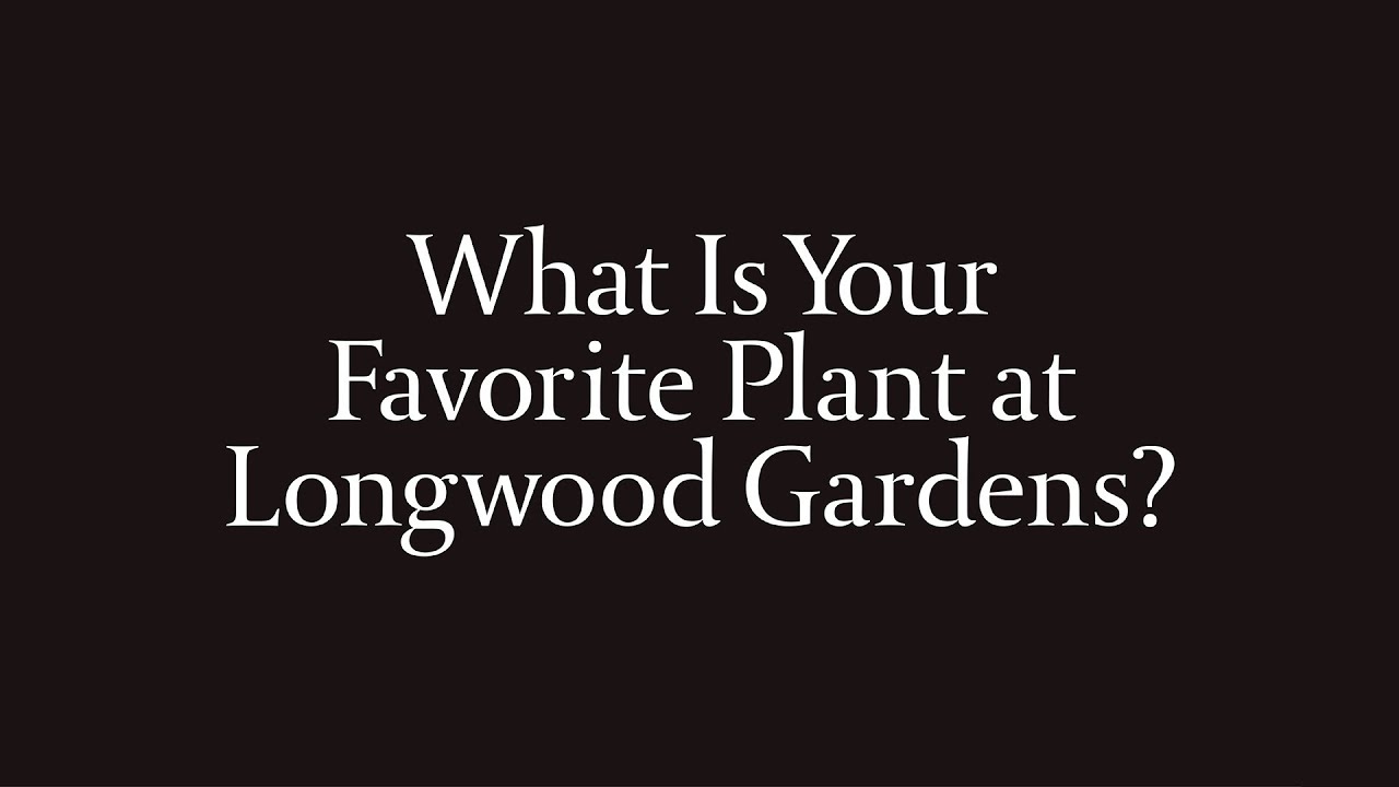 What is Your Favorite Plant? YouTube