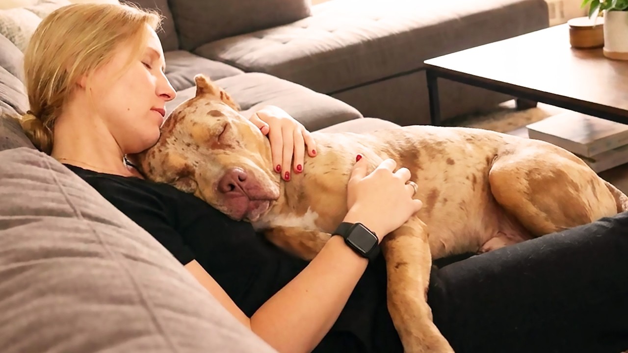 This Rescue Pit Bull Was Terrified of Everything — Until Love Changed ...