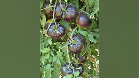 Black Beauty tomato.  When is it ripe? - DayDayNews