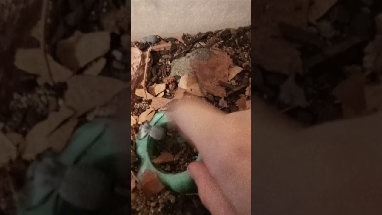 blue death fainting beetle