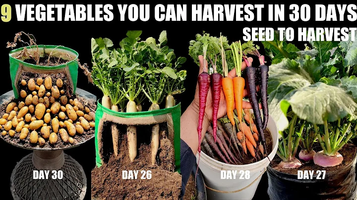 Top 9 Fast Growing Vegetables | SEED TO HARVEST IN 30 DAYS - DayDayNews
