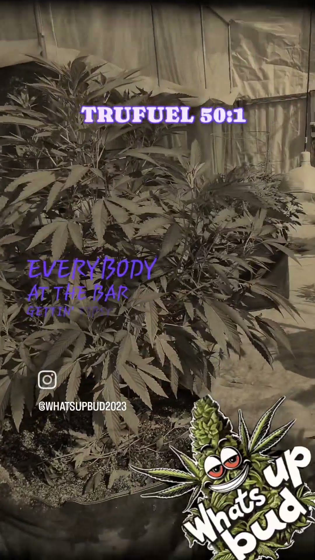Trufuel 50 1 California Octane X ecsd X Oilspill X Oilspill YouTube Trufuel 50 1 California Octane X ecsd X Oilspill X Oilspill YouTube