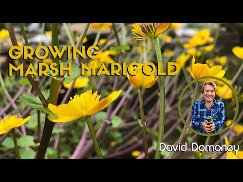 Video: Marsh Marigold Care - kā un kur audzēt purva kliņģerītes